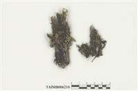 藏品(褐冠鱗蘚)的圖片